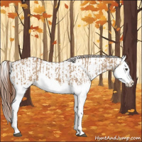 Horse Color:Red Dun Splash  and Red Dun Splash 