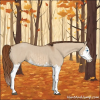 Horse Color:Red Dun Splash  and Red Dun Splash 