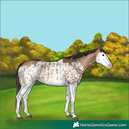 Horse Color:Red Dun Splash  and Bay Dun Splash 