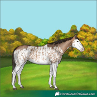 Horse Color:Red Dun Splash  and Bay Dun Splash 