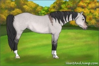 Horse Color:Platinum Bay Dun