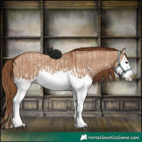 Horse Color:Red Dun Splash  and Red Dun Splash 