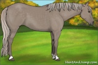 Horse Color:Silver Grullo 