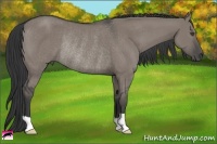 Horse Color:Grullo Rabicano 