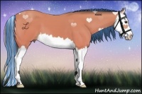 Horse Color:Painted Buckskin Splash 