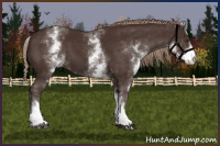 Horse Color:White Spotted Liver Chestnut 