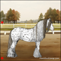 Horse Color:Smoky Black Near Leopard