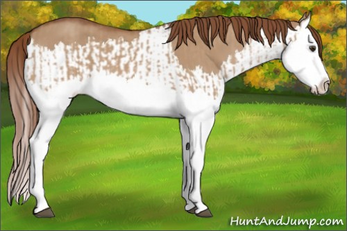 Horse Color:Red Dun Splash  and Red Dun Splash 