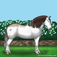 Horse Color:Liver Red Dun Splash  and Liver Red Dun Splash Frame 
