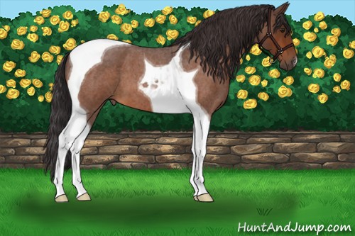 Horse Color:Buckskin Roan Tobiano 