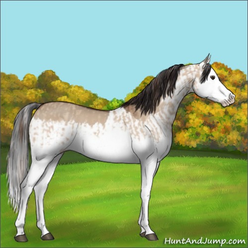 Horse Color:Red Dun Splash  and Bay Dun Splash 