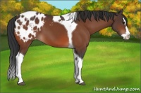 Horse Color:Bay Sabino Splash Tobiano Blanket
