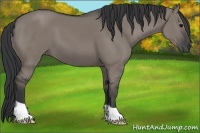 Horse Color:Grullo 