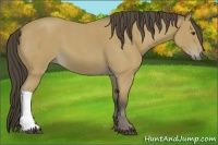 Horse Color:Buckskin Roan