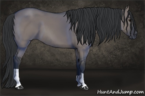 Horse Color:Grullo 