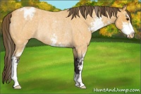 Horse Color:Buckskin Roan Sabino Appaloosa Rabicano