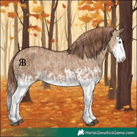 Horse Color:Red Dun Splash  and Red Dun Splash Rabicano 