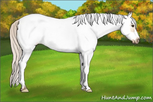 Horse Color:White Spotted Silver Bay Dun Frame 