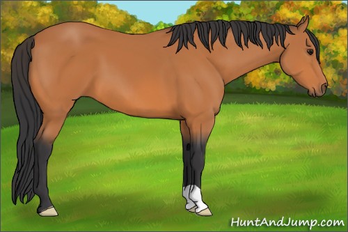 Horse Color:Bay 