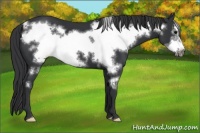 Horse Color:Black Frame 