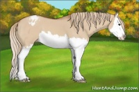 Horse Color:Red Dun Splash Appaloosa 