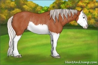Horse Color:Silver Bay Splash Rabicano