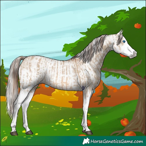 Horse Color:Red Dun Splash and Gray Red Dun Splash