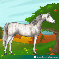 Horse Color:Red Dun Splash  and Gray Red Dun Splash 