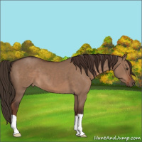 Horse Color:Liver Red Dun 