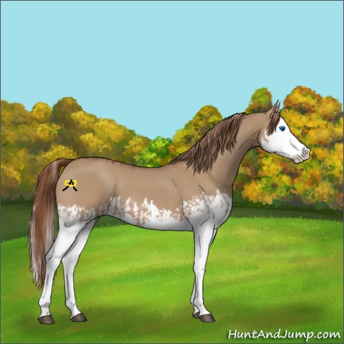 Horse Color:Red Dun Splash and Red Dun Splash