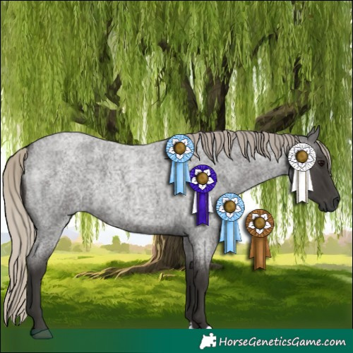 Horse Color:Gray Silver Smoky Blue Roan