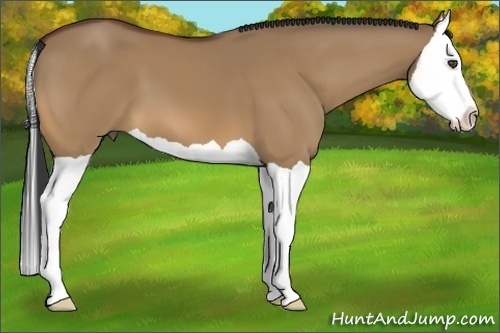 Horse Color:Bay Dun Splash 