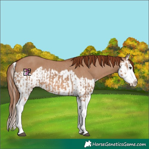 Horse Color:Red Dun Splash  and Red Dun Splash Rabicano 