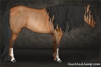 Horse Color:Bay Dun Rabicano 