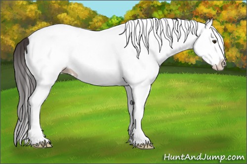 Horse Color:White Spotted Bay Splash