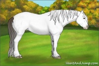Horse Color:White Spotted Buckskin Dun Splash 