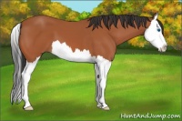 Horse Color:Bay Splash 
