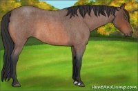 Horse Color:Bay Roan 