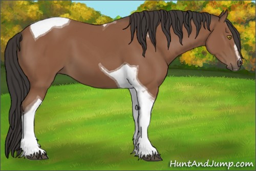 Horse Color:Bay Sabino Tobiano 