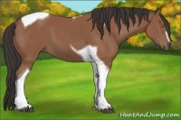 Horse Color:Bay Sabino Tobiano