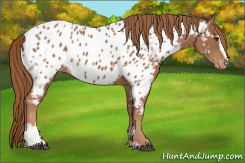 Horse Color:Chestnut Sabino Appaloosa 