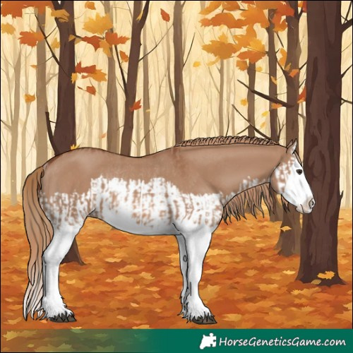 Horse Color:Red Dun Splash and Red Dun Splash Rabicano