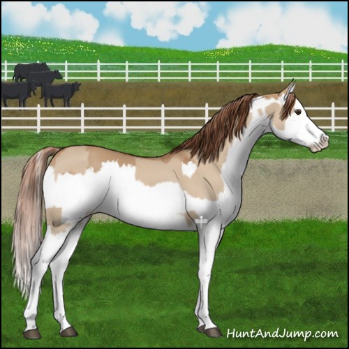 Horse Color:Red Dun Splash  and Red Dun Splash 