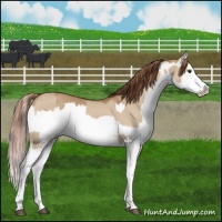 Horse Color:Red Dun Splash  and Red Dun Splash 