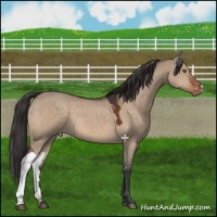 Horse Color:Brown Dun Varnish 
