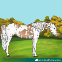 Horse Color:Red Dun Splash  and Gray Red Dun Splash 