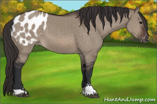 Horse Color:Brown Dun Sabino Appaloosa 