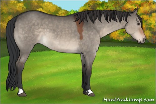 Horse Color:Brown Dun 