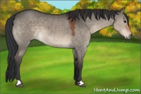Horse Color:Brown Dun 
