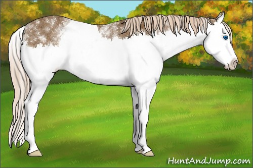 Horse Color:White Spotted Chocolate Palomino Splash 